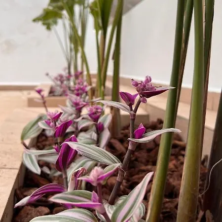 Appartamento Elefanti Nani