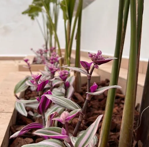 Appartamento Elefanti Nani